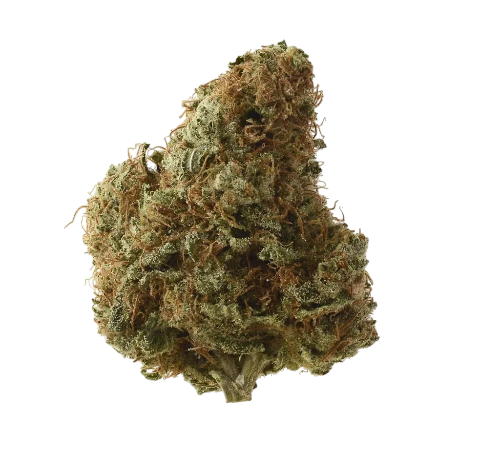 Sketch | PHOTOFEM | Amsterdam Genetics