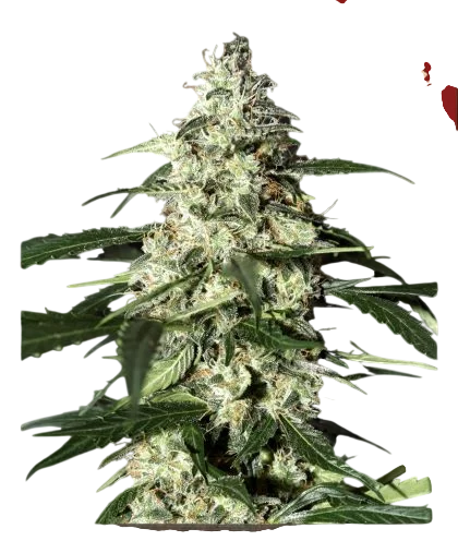 Skunk Auto