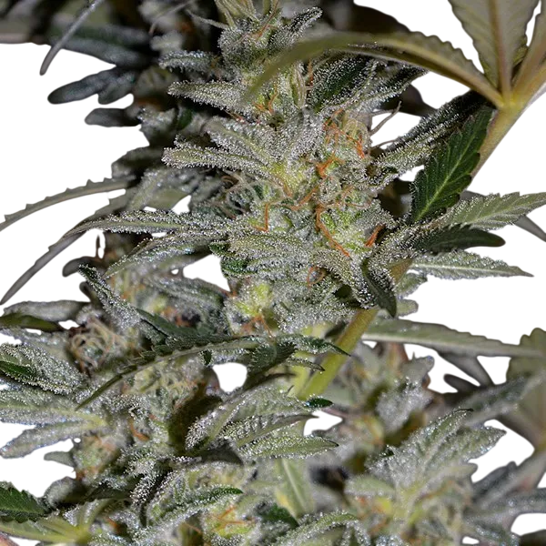 Blueberry Gum #2 | PHOTOFEM | G13 Labs