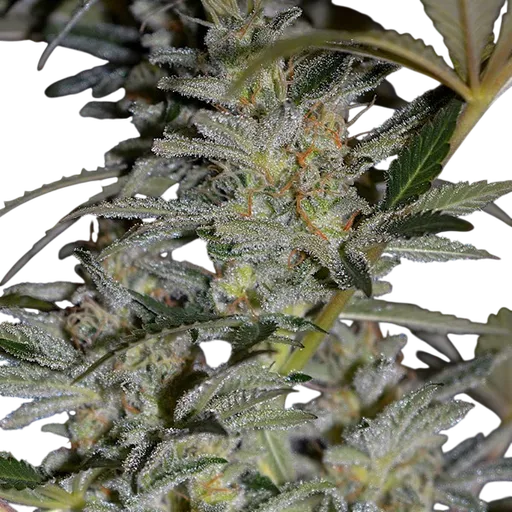 Blueberry Gum #2 | PHOTOFEM | G13 Labs