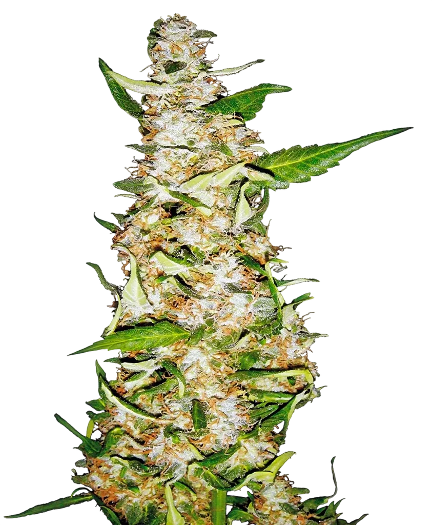 Skunk #1 Auto | AUTOFEM | Sensi Seeds