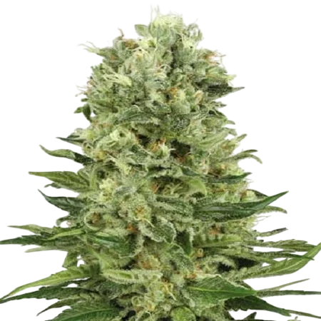 Skunk #1 Auto