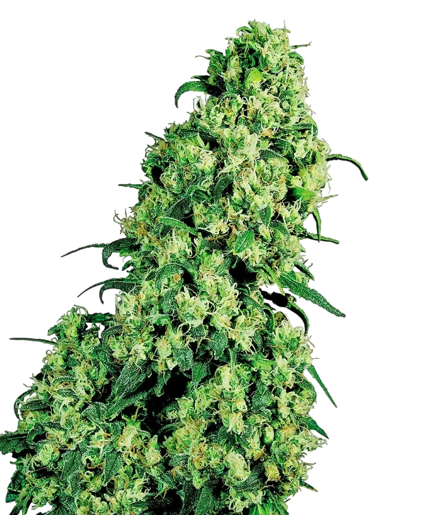 Skunk #1 | PHOTOFEM | White Label Seed Company