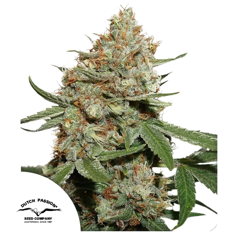 Skunk #11 | PHOTOFEM | Dutch Passion