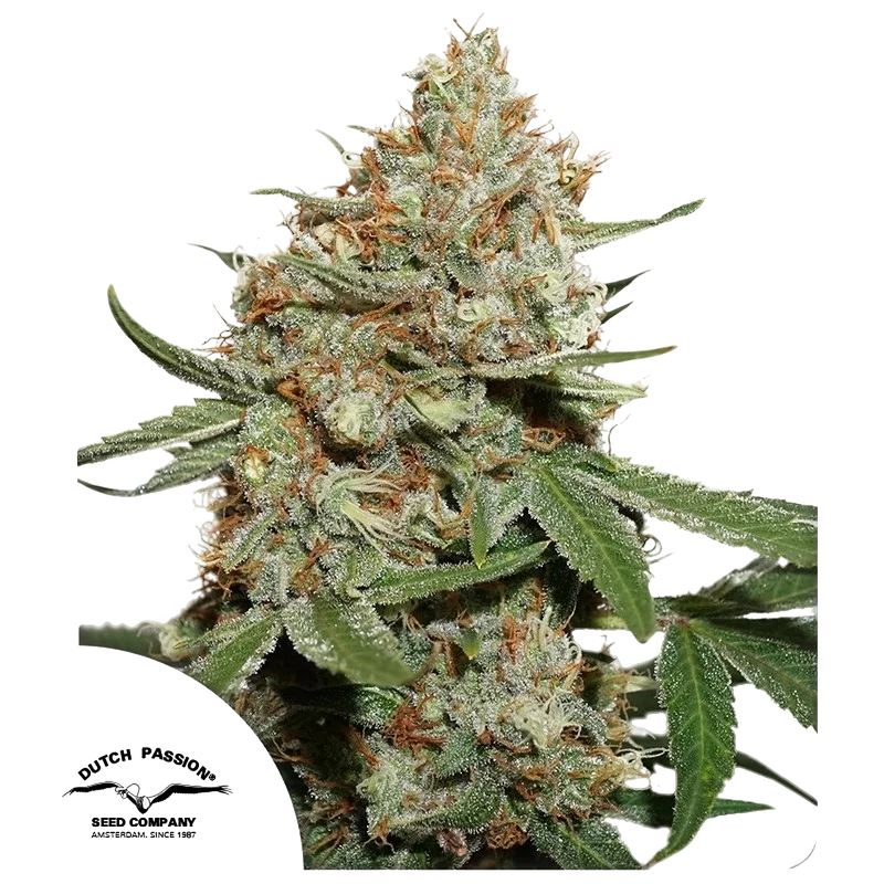 Skunk #11 | PHOTOFEM | Dutch Passion