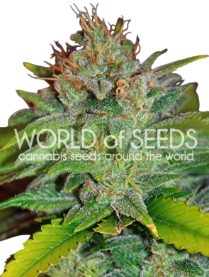 Skunk 47