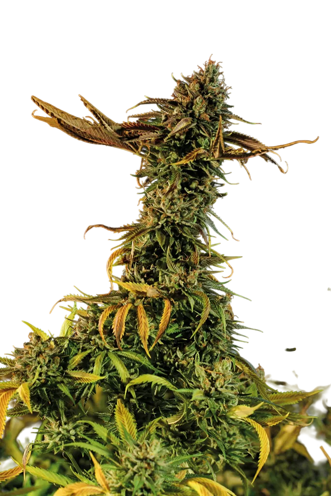 Blueberry Headband | PHOTOFEM | Humboldt Seed Org.