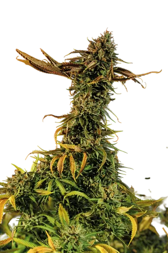 Blueberry Headband