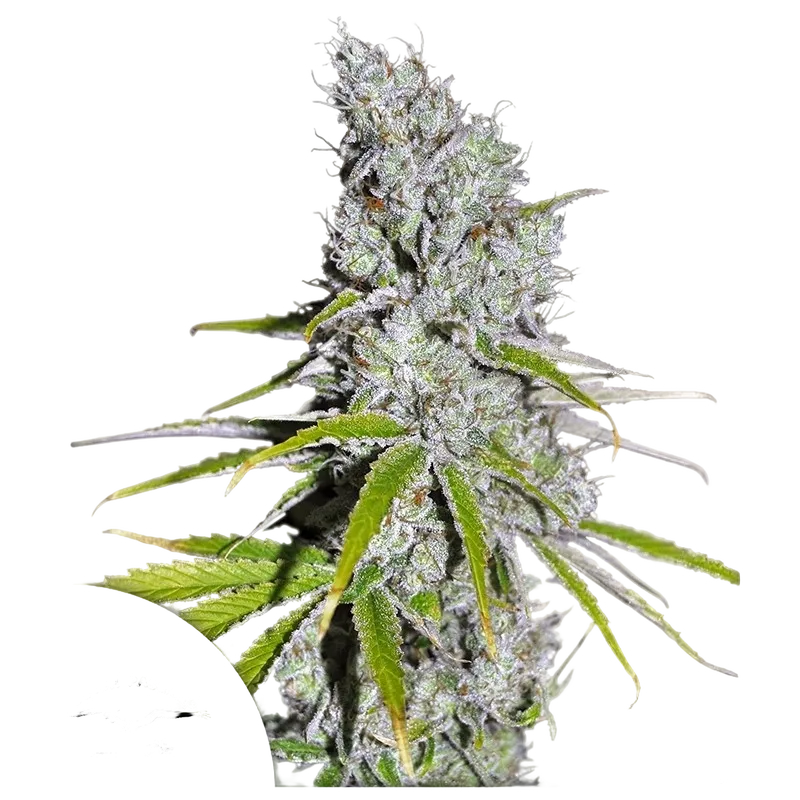 Skunk Haze CBD | PHOTOFEM | Dutch Passion