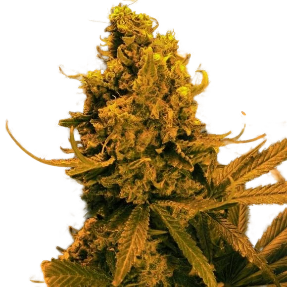 Blueberry Kush Auto | AUTOFEM | Nirvana Seeds