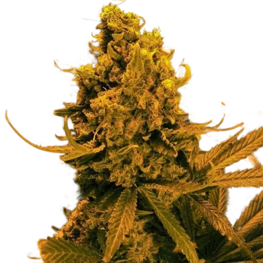 Blueberry Kush Auto