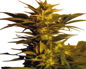 Skunk + (Power Skunk)