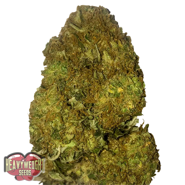 Skunky Monkey Auto | AUTOFEM | Heavyweight Seeds