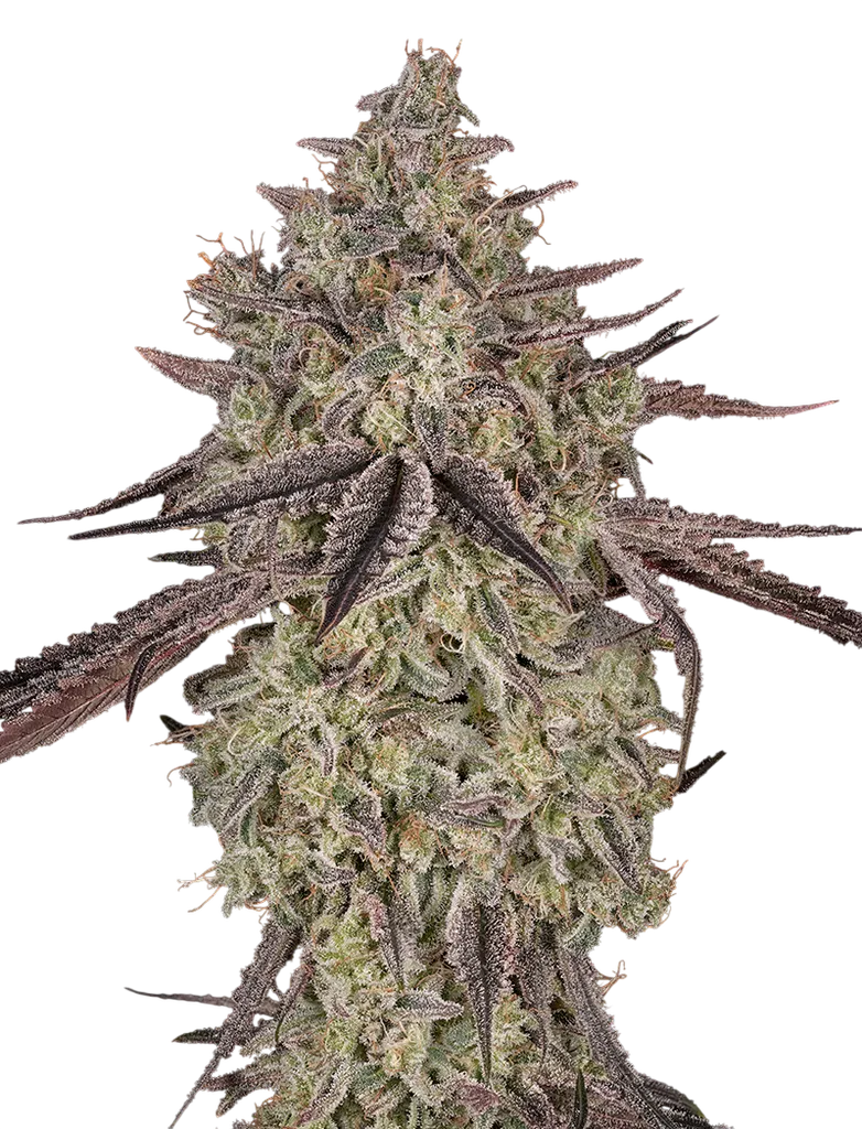 Skywalker Auto | AUTOFEM | Greenhouse Seed Co.