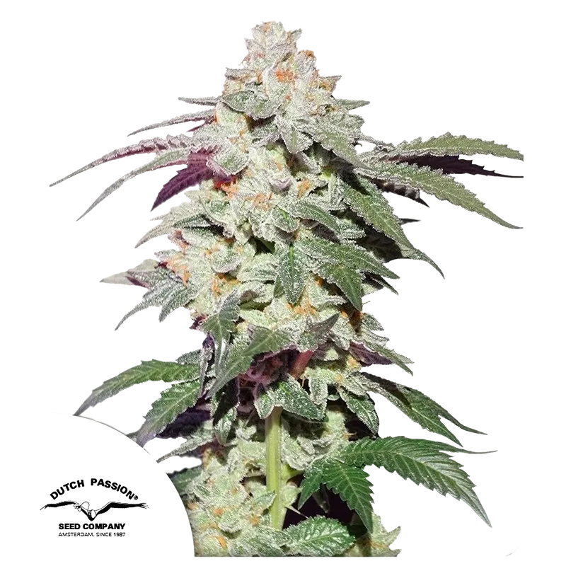 Skywalker Haze | PHOTOFEM | Dutch Passion