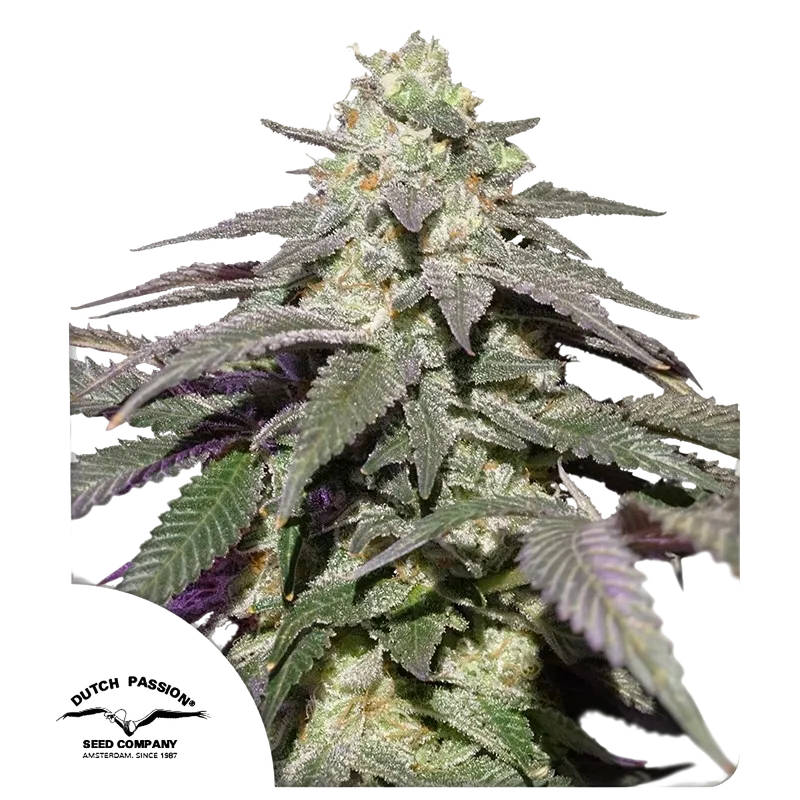Skywalker Haze Auto | AUTOFEM | Dutch Passion
