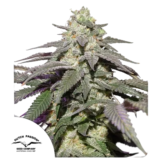 Skywalker Haze Auto