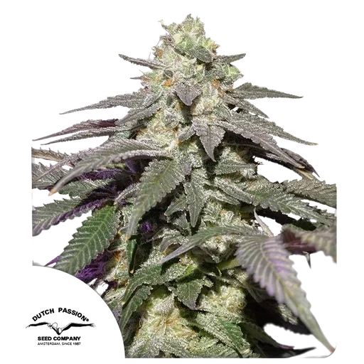 Skywalker Haze Auto