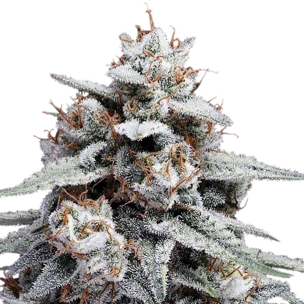 Skywalker Kush Auto | AUTOFEM | DNA Genetics