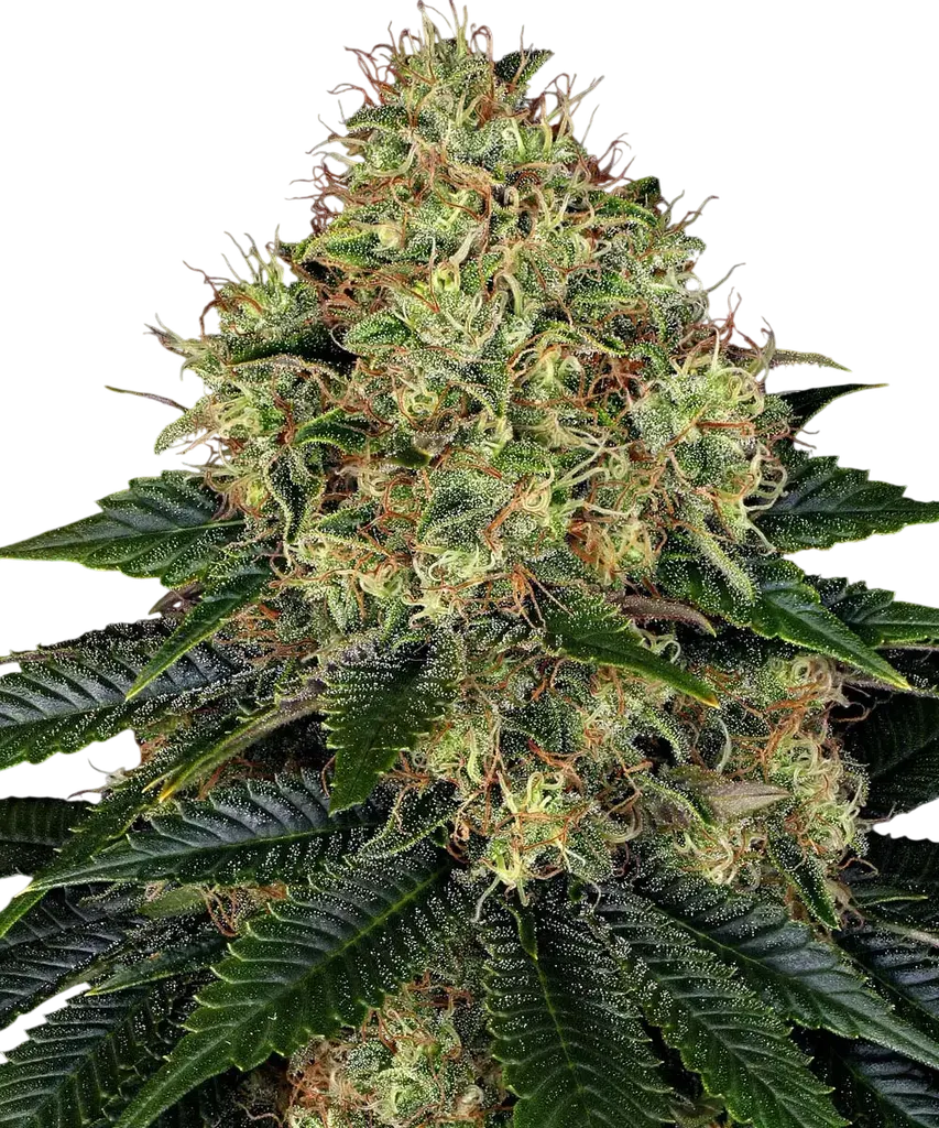 Skywalker OG Auto | AUTOFEM | Barneys Farm
