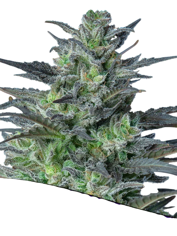 Sleepy Joe Auto | AUTOFEM | Anesia Seeds