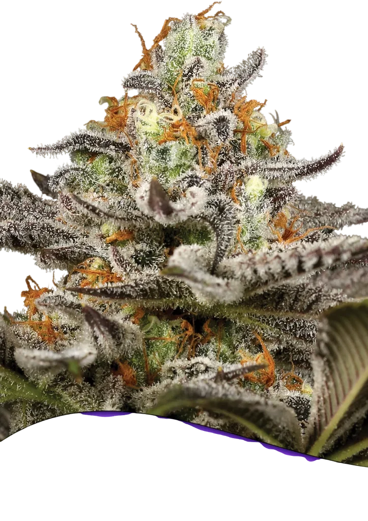 Sleepy Joe | PHOTOFEM | Anesia Seeds