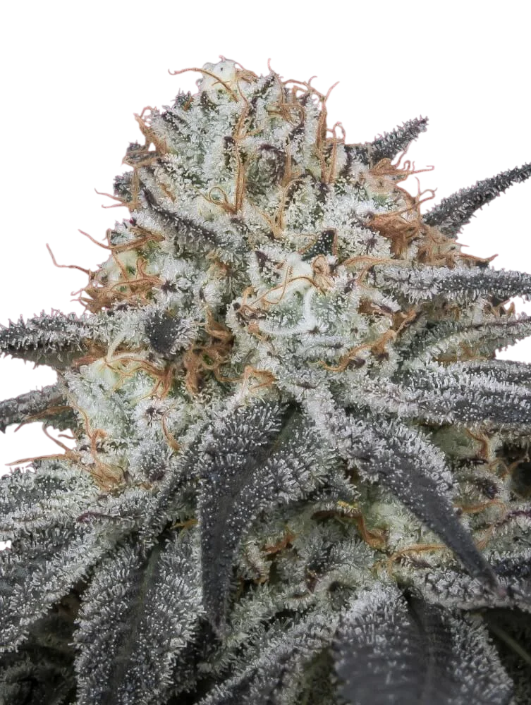 Slurricane Auto | AUTOFEM | Advanced Seeds