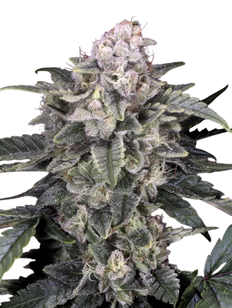 Slurricane | PHOTOFEM | Advanced Seeds