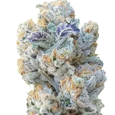 Slurricane | PHOTOFEM | In House Genetics