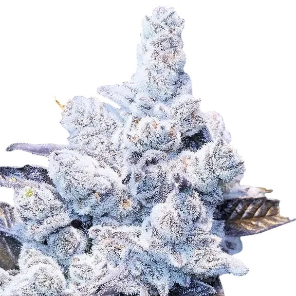 Slurricane #7 S1 | PHOTOFEM | In House Genetics