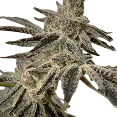 Slurricane IX | PHOTOFEM | In House Genetics