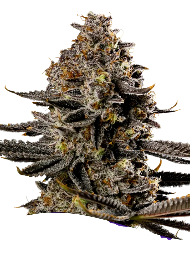 Smashberry Fumez Auto | AUTOFEM | Anesia Seeds