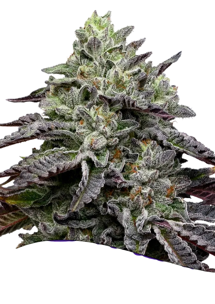 Smashberry Fumez | PHOTOFEM | Anesia Seeds