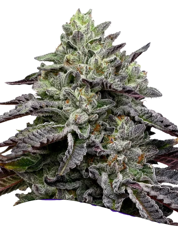 Smashberry Fumez | PHOTOFEM | Anesia Seeds