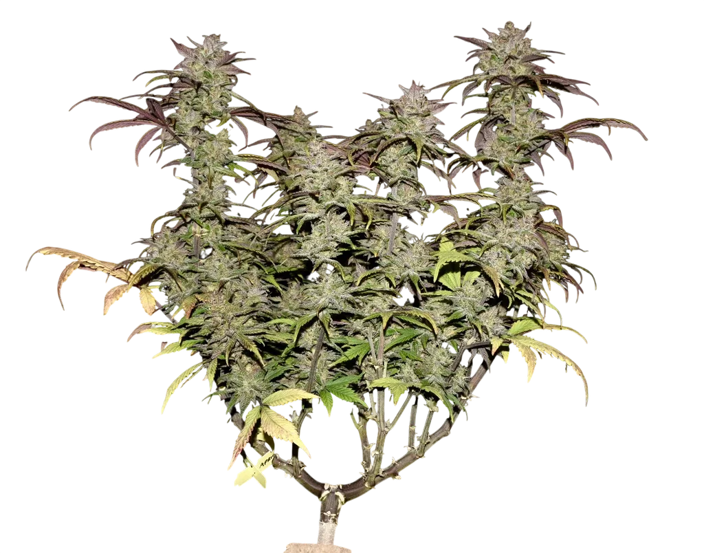 Smoothie Auto | AUTOFEM | Fast Buds