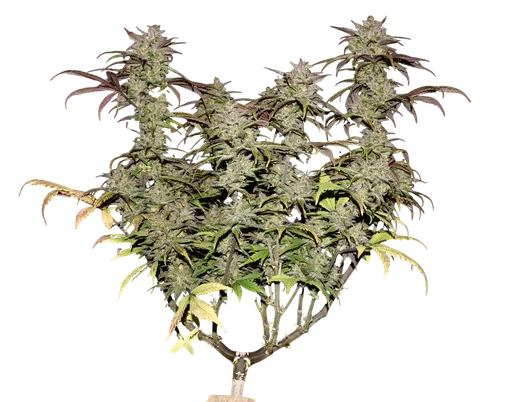 Smoothie Auto