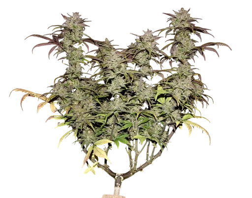 Smoothie Auto