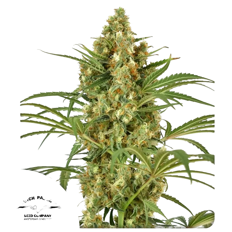 Snow Bud | PHOTOFEM | Dutch Passion