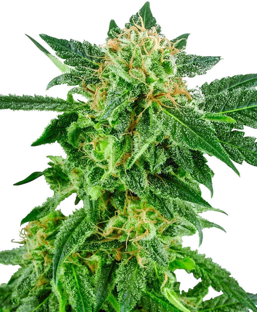 Snow Ryder Auto | AUTOFEM | White Label Seed Company