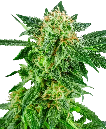Snow Ryder Auto