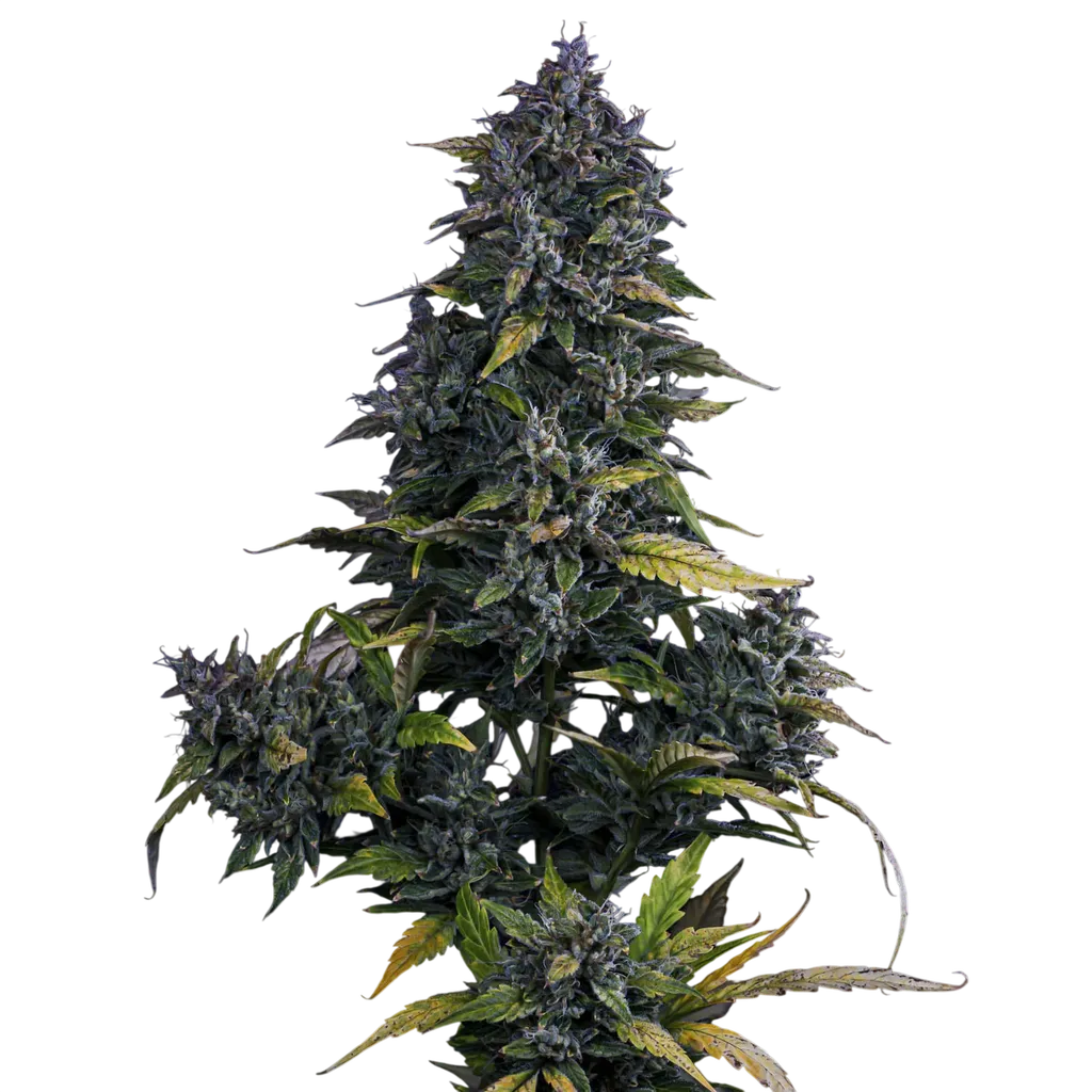 S.O.D.K Auto | AUTOFEM | Mephisto Genetics
