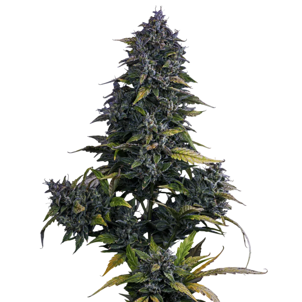 S.O.D.K Auto | AUTOFEM | Mephisto Genetics