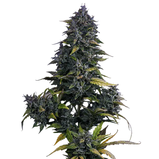 S.O.D.K Auto | AUTOFEM | Mephisto Genetics