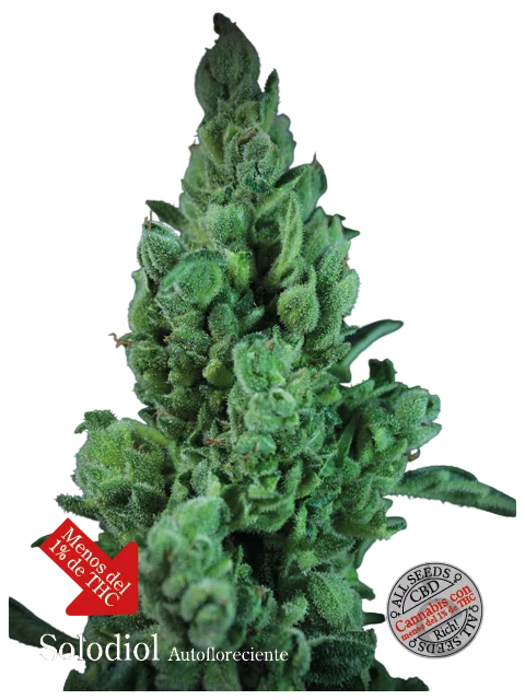 Solodiol CBD Auto | AUTOFEM | Elite Seeds