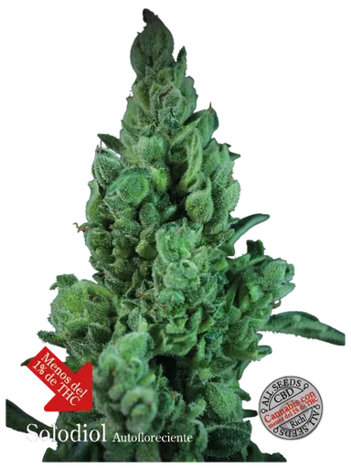 Solodiol CBD Auto