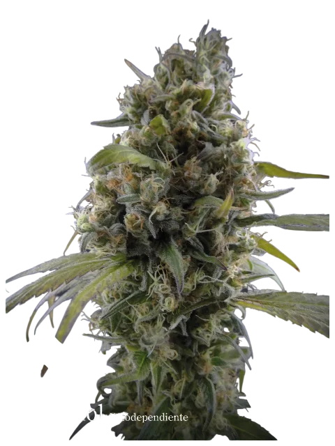 Solodiol Classic CBD | PHOTOFEM | Elite Seeds