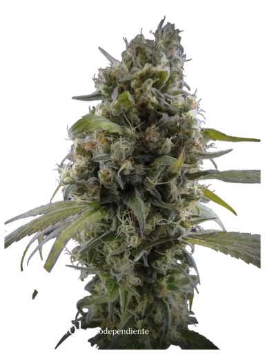 Solodiol Classic CBD
