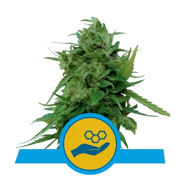 Solomatic CBD Auto | AUTOFEM | Royal Queen Seeds