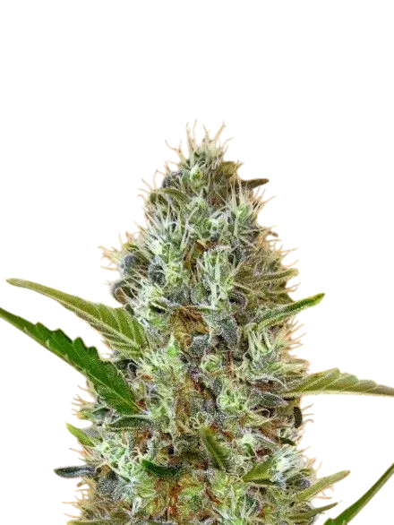 Somango Auto | AUTOFEM | Advanced Seeds