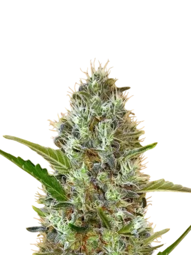 Somango Auto